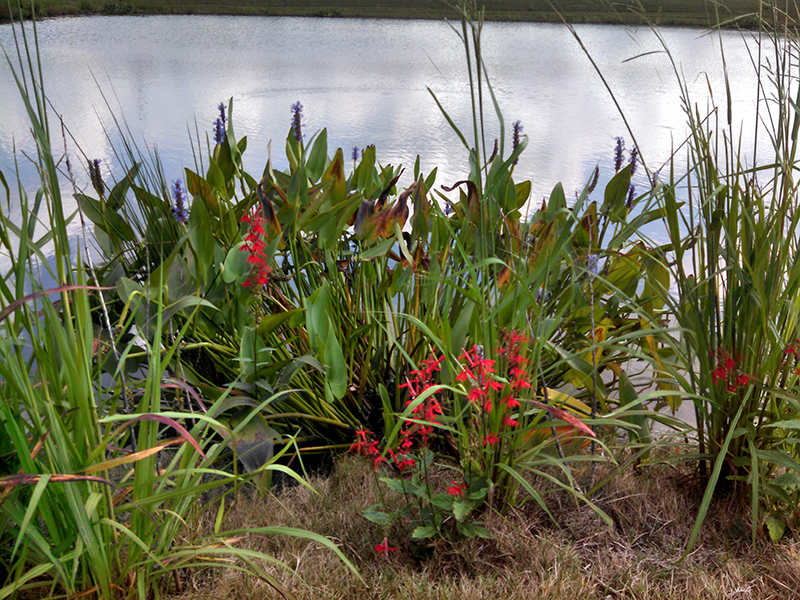 Pickeral_weed_and_cardinal_flower_beneficial_buffer_GreenvilleNC_Marc_2014_c