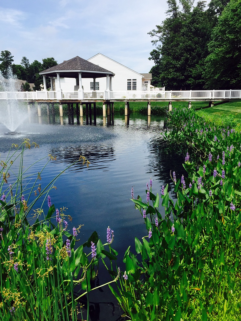 Pond Management: The Benefits of Native Aquatic Plants