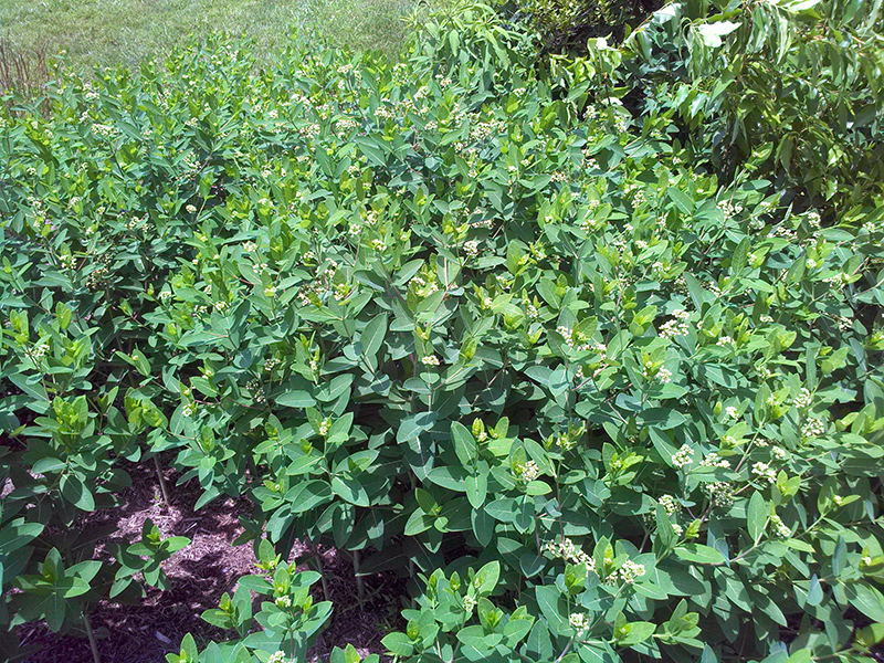 Pilottown_Milkweed_in_Swale_c