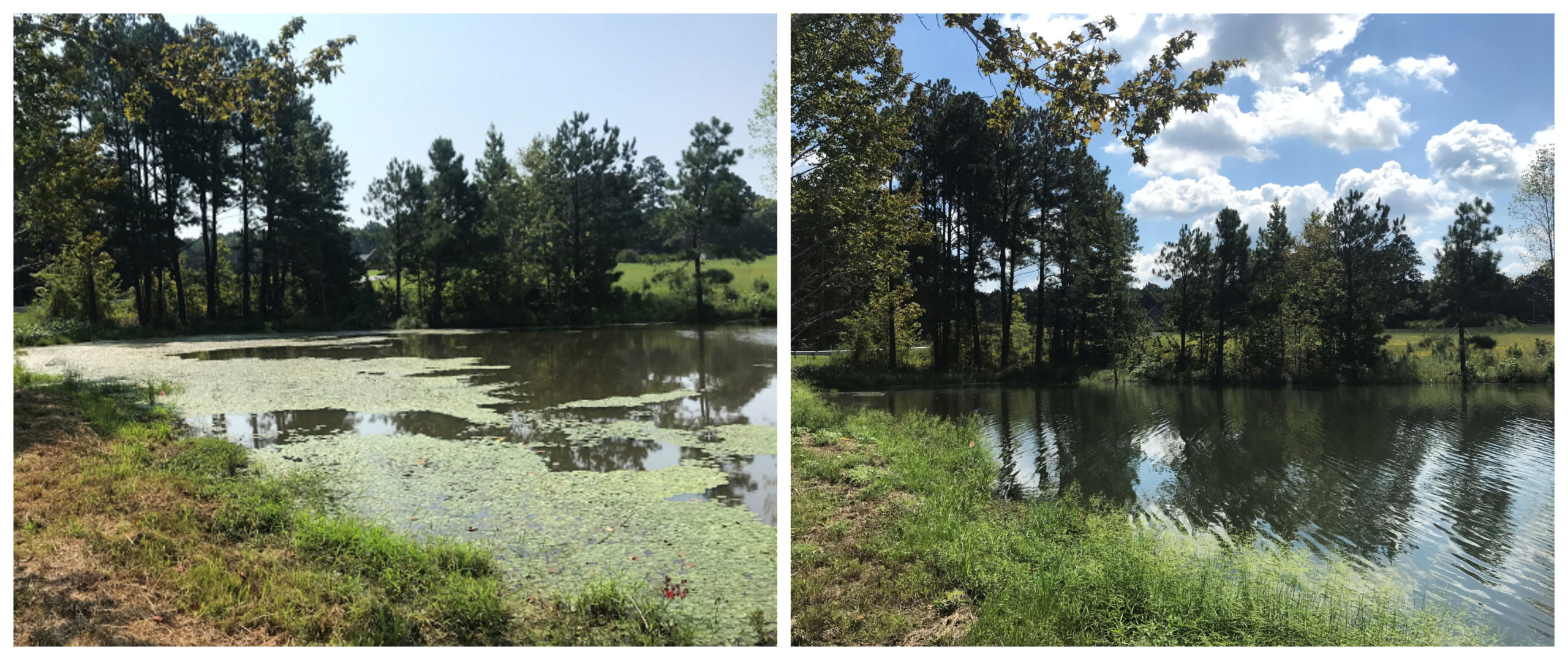 ProcellaCOR Before and after