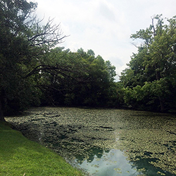 Filamentous Algae on Pond