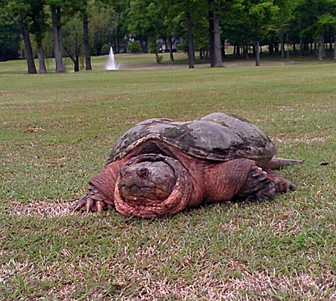 Snapping_turtle_on_richmond_golf_course_brent_b_05.01.13_1