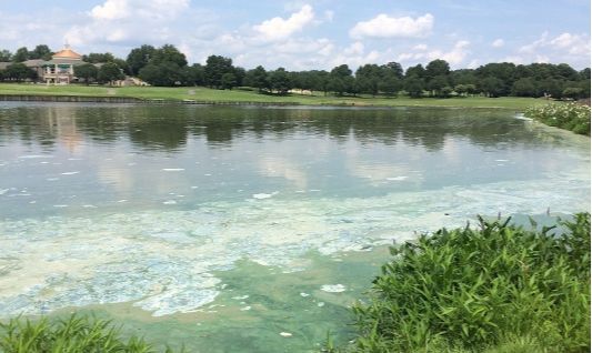 toxic algae