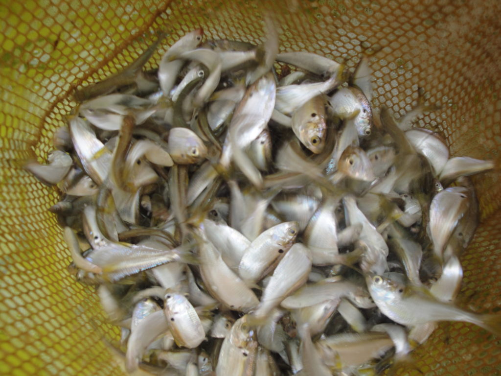 Threadfin Shad