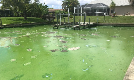 Toxic Algae-1-1