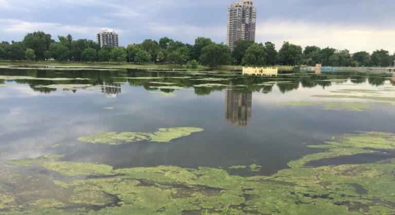 Denver Parks before and After nutrient remediation pond and lake algae control and aquatic weed control