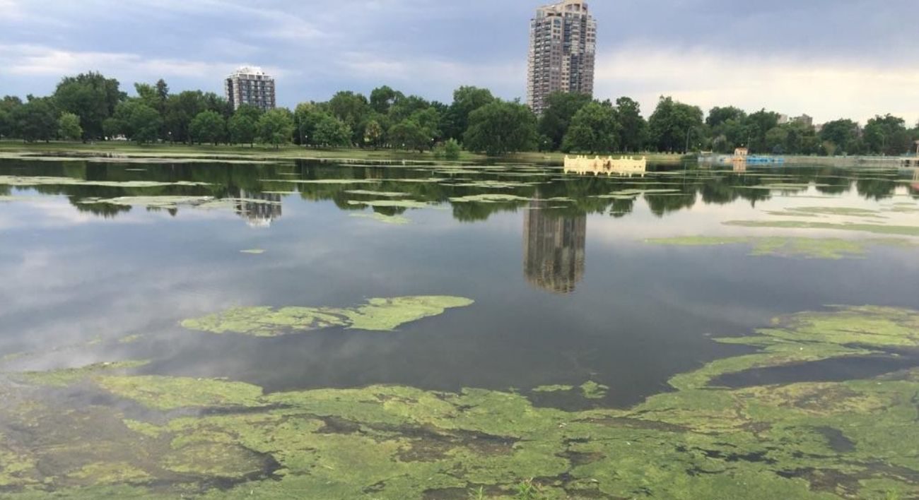 Denver Parks before and After nutrient remediation pond and lake algae control and aquatic weed control