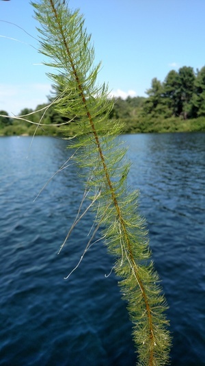 Watermilfoil