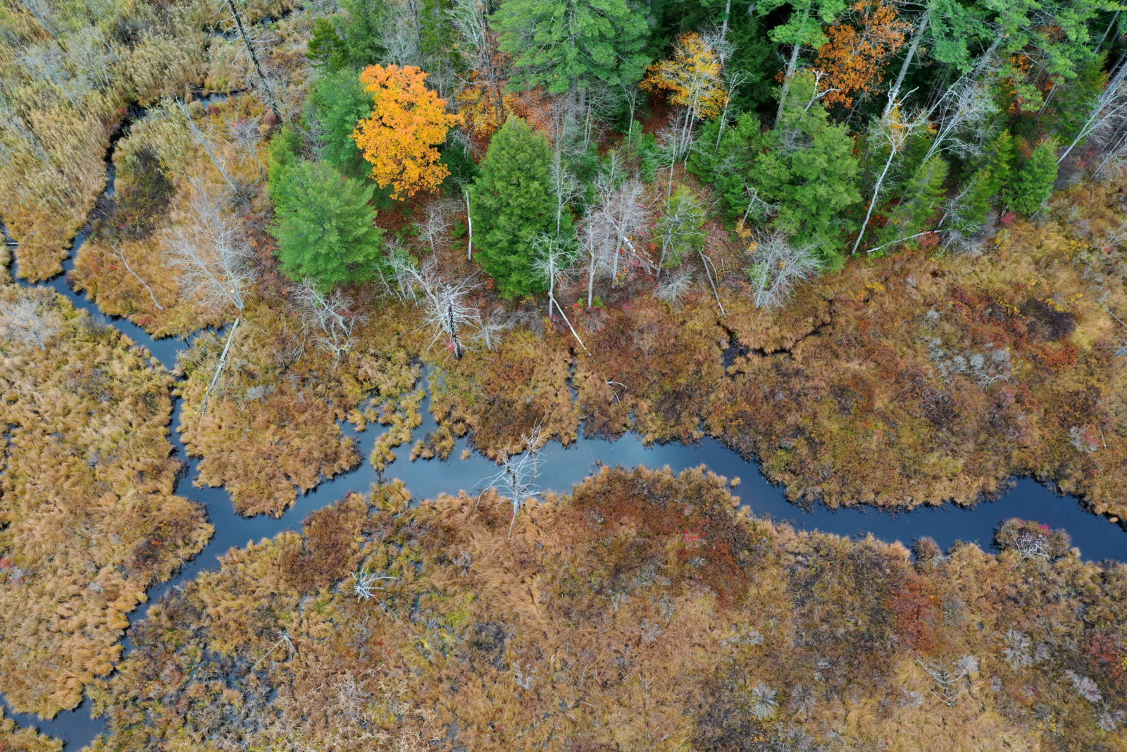 Will Stevenson_Fall 2019_Lake Champlian_wetlands