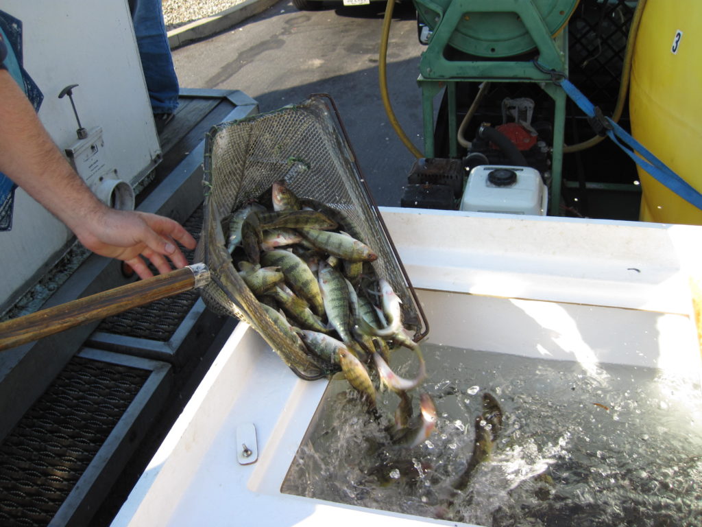 fish stocking yellow perch