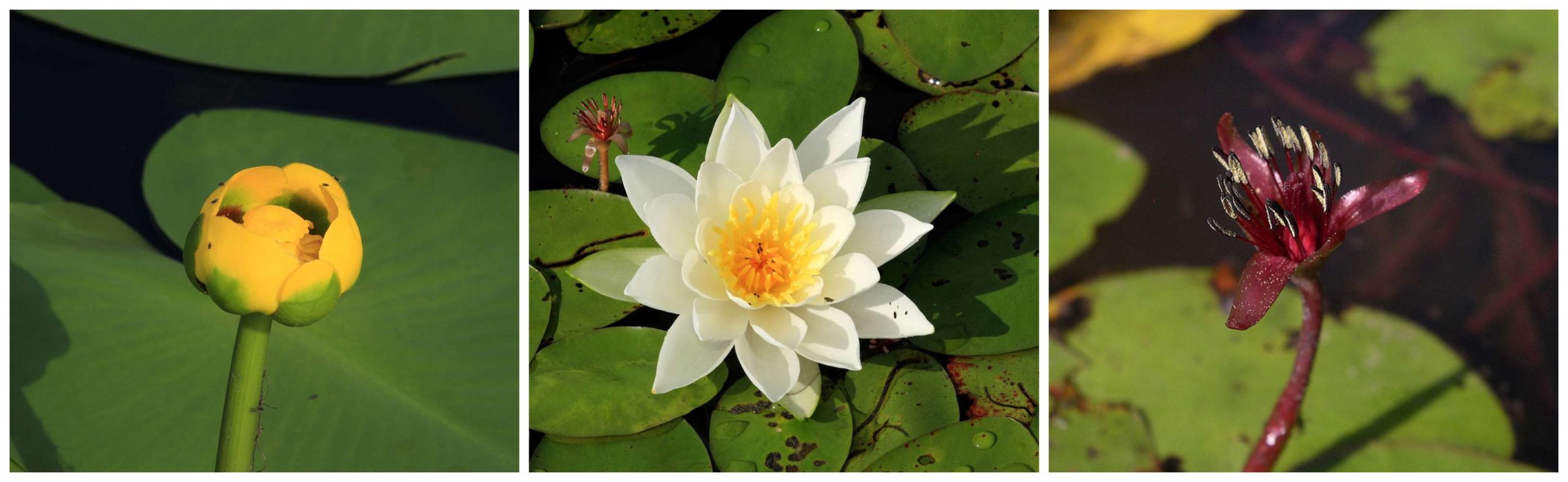 Common Nuisance Invasive Plants You May Be Mistaking For Waterlilies Common Nuisance Invasive Plants You May Be Mistaking For Waterlilies