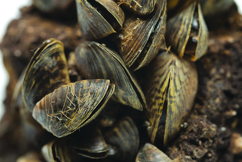 Zebra Mussel invasive species