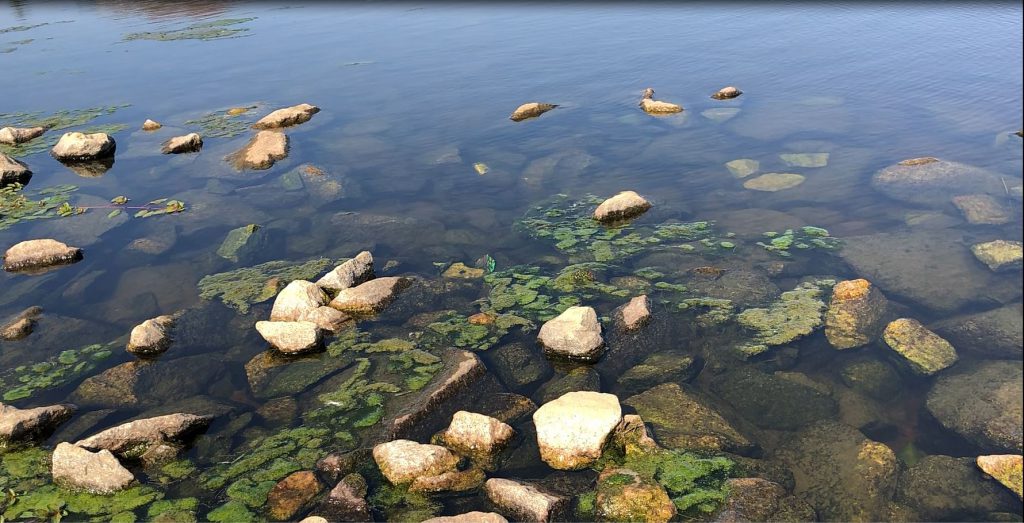 algae mat - algae control - aquatic weed - pond and lake maintenance - lake management - stormwater pond - nutrient overload - 1