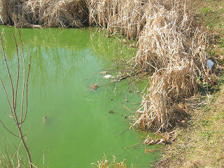 algae bloom