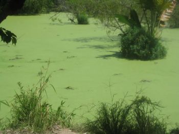 algae1