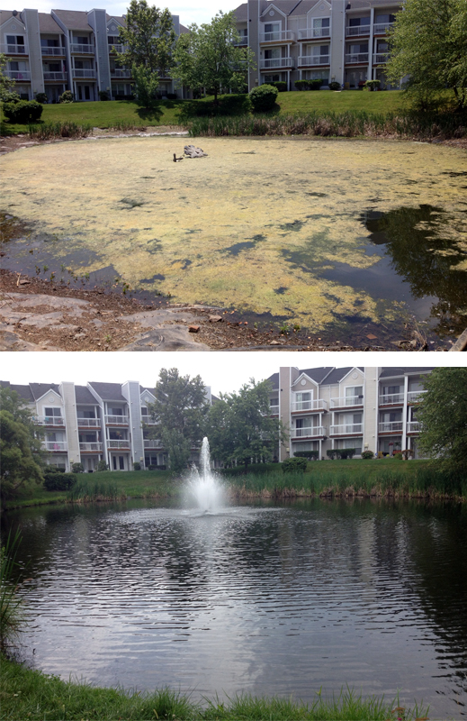 before and after filamentous pond algae treatment