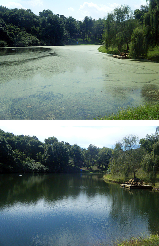 before and after pond treatment watermeal algae brittle naiad