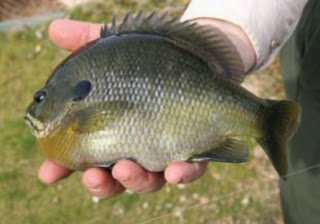 bluegill panfish fisheries management 
