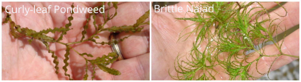 invasive species - aquatic weed - curly-lead-pondweed-brittle-naiad