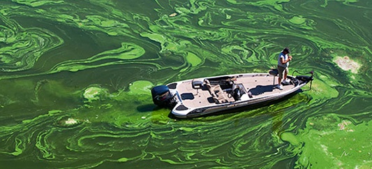 cyanobacteria-blue-green-algae-fishery