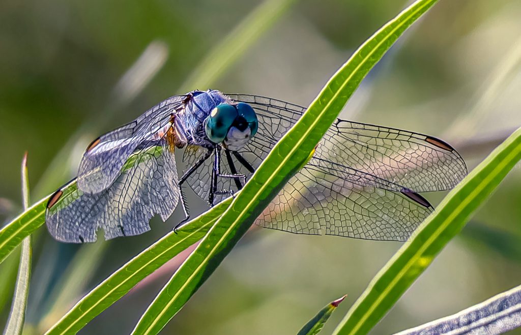 dragonfly habitat mosquito control