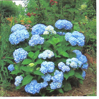 Endless Summer Hydrangea