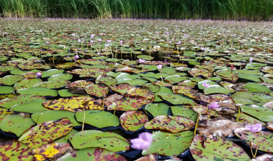 6 Tips to Prevent the Spread of Invasive Species