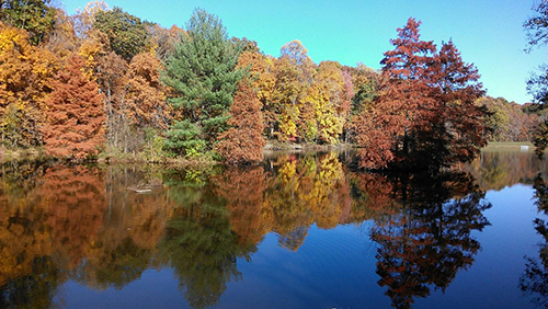 Fall pond management