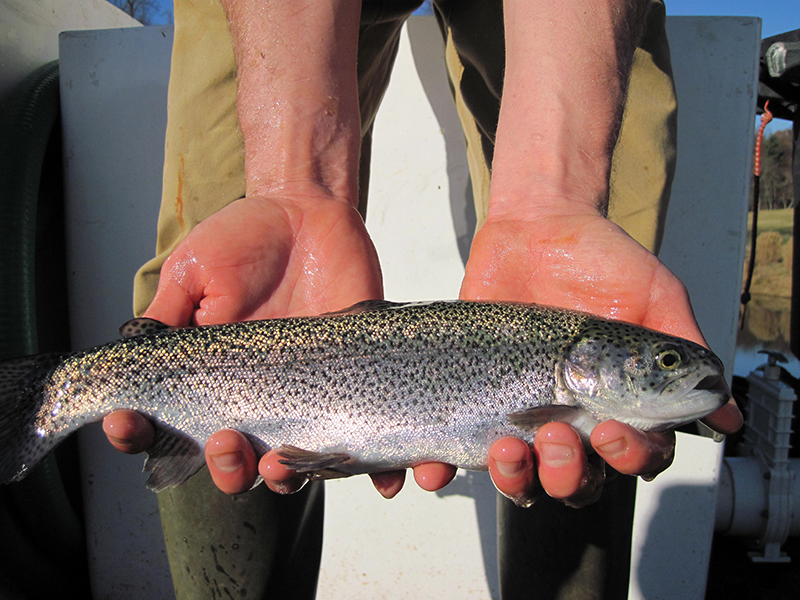Fall Rainbow Trout Stocking