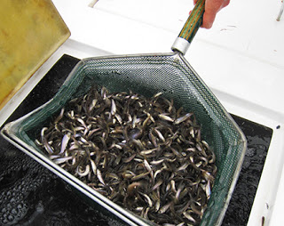 Fathead Minnows fish-stocking forage fish fisheries management