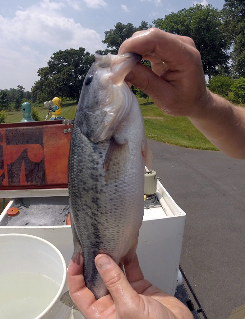 Fin clips provide valuable data on striped bass