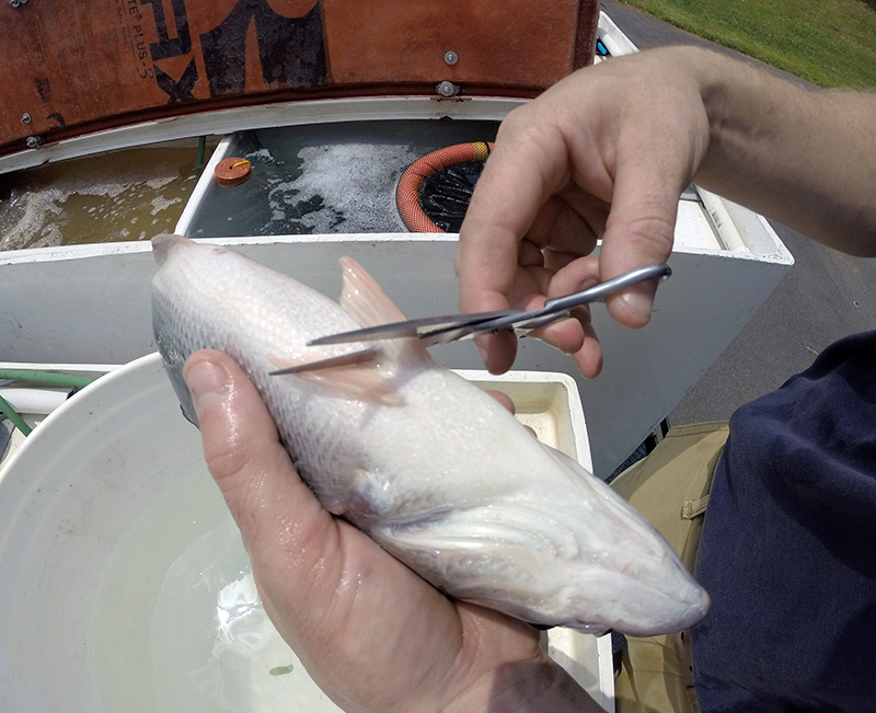Know Your Pond Life: Fin-Clipping for Fisheries Management Success