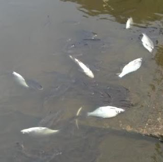 Fish Kill