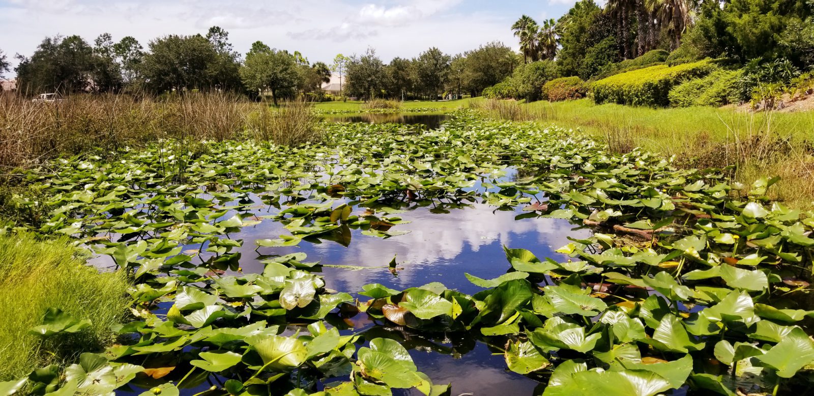 floating-aquatic-weed-treatment-before