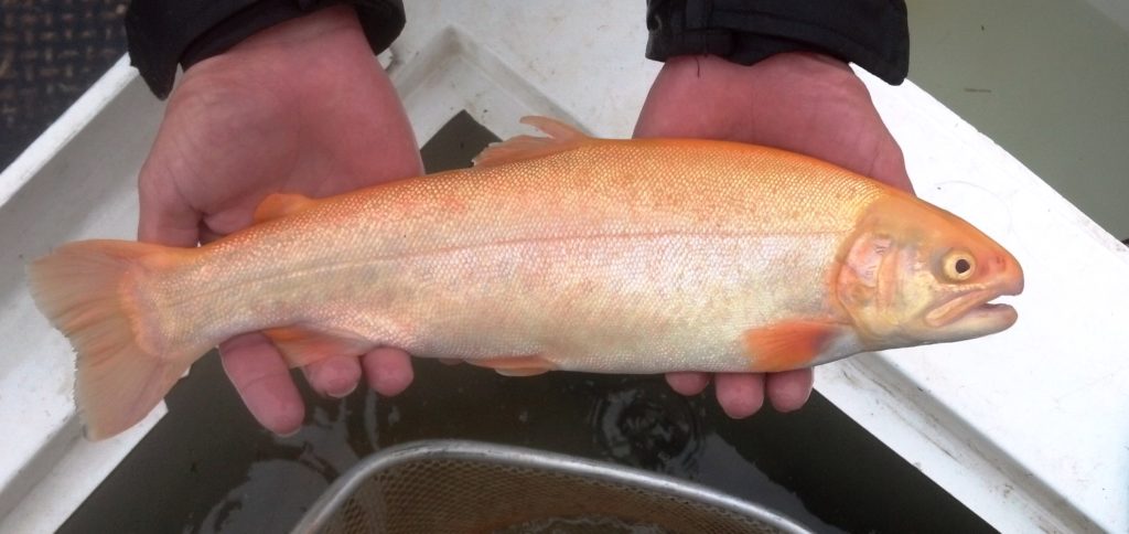 golden rainbow trout