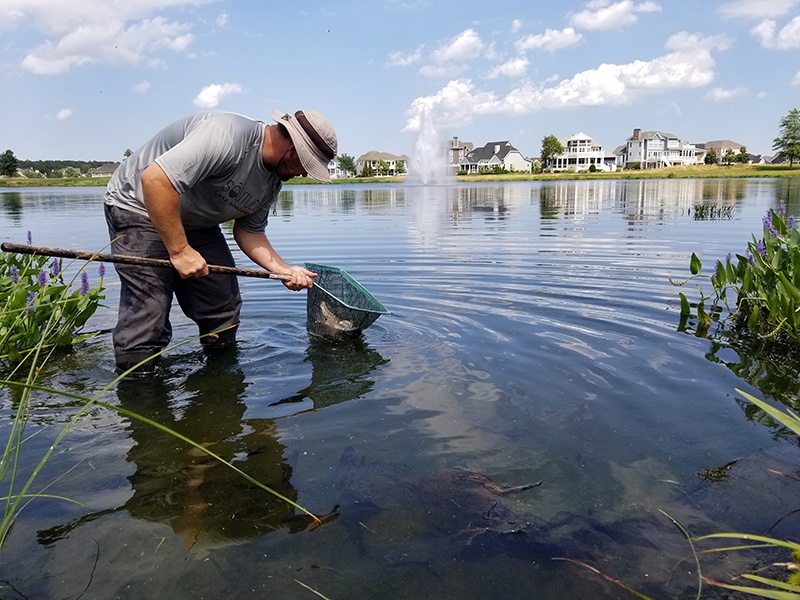 grass-carp-stocking-peninsula-long-neck-de-wes-a-07.17-6-c