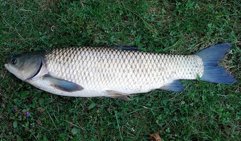 grass_carp_c