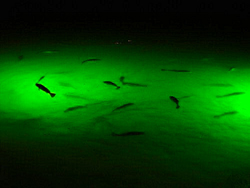 Pond Lights: Green Monster Underwater Fishing Lights For Docks & Piers