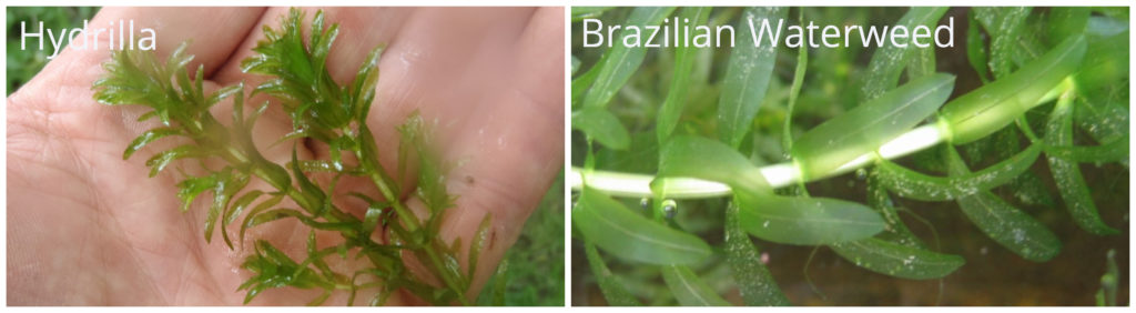 hydrilla-brazilian-waterweed - invasive species - aquatic weed
