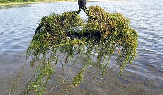 How to Manage Invasive Aquatic Plants Threatening Lakes and Ponds