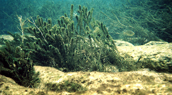 hydrilla-underwater-enews-header