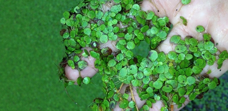 Duckweed