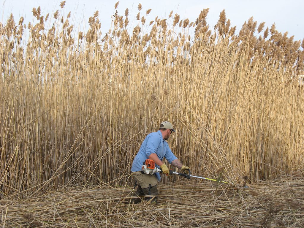 invasive phragmities removal