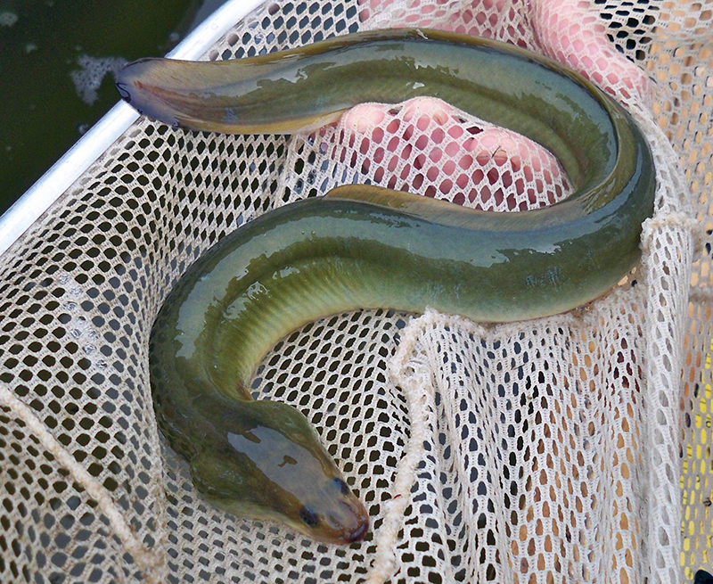 Do American Eels Hurt My Lake or Pond?