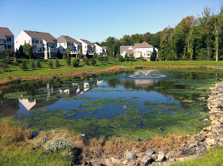 algal mat in fishing pond