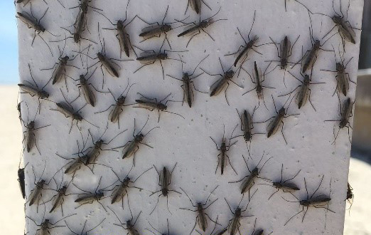 midge-flies