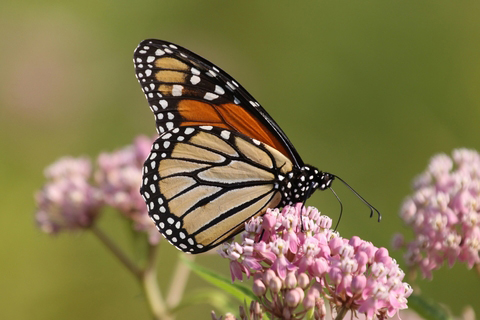 monarch_butterfly_on_milkweed_flower