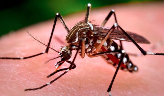 mosquito-management-community-tips-1