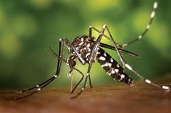 reduce mosquitoes and disease