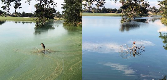 nanobubble-aeration-before-after-72-hours